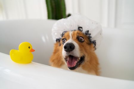honden shampoo kruidvat alternatief honden shampoo kruidvat alternatief