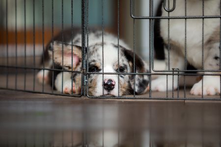 hondenbench Hundos hondenbench Hundos