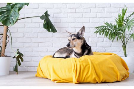 hondenkussen Intratuin