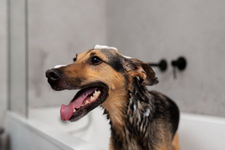 hondenshampoo kruidvat alternatief hondenshampoo kruidvat alternatief