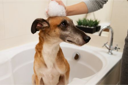 hondenshampoo kruidvat hondenshampoo kruidvat