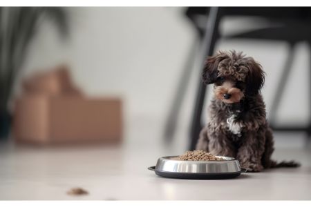 hondenvoeding met hert