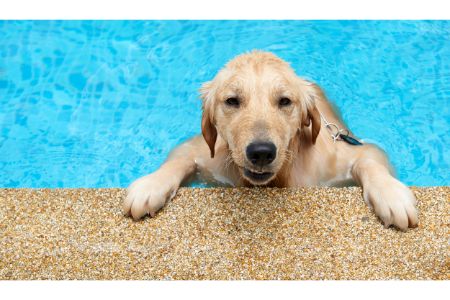 hondenzwembad aldi hondenzwembad aldi