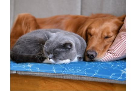 koelmat hond Pets place alternatief