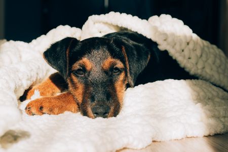 kussen hond welkoop