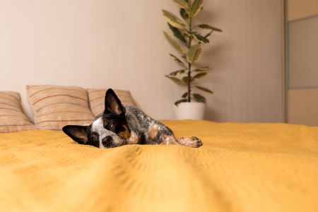 pets place honden kussen