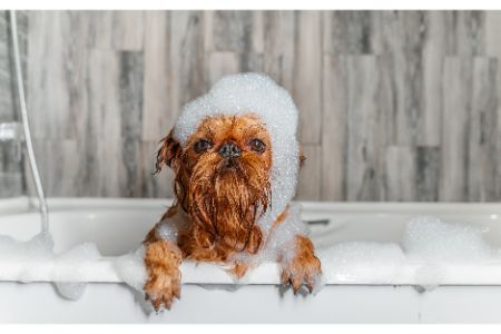 shampoo hond hema alternatief