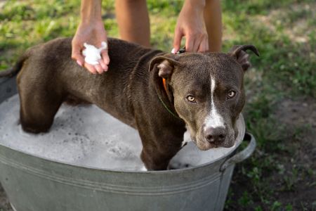 shampoo hond kruidvat shampoo hond kruidvat