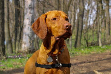 vizsla