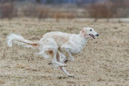 hond borzoi