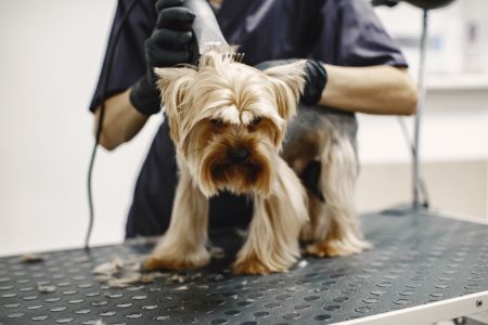 honden tondeuse welkoop honden tondeuse welkoop