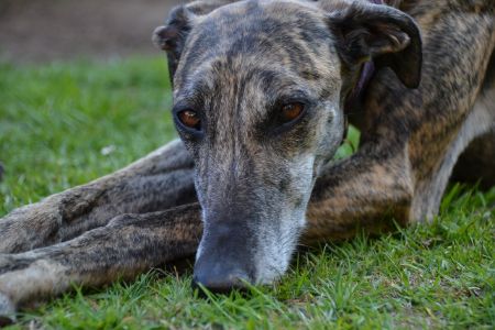 Galgo Espanol Galgo Espanol