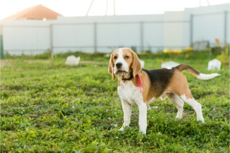 aanlegspiraal hond action