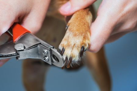 action honden nagelknipper