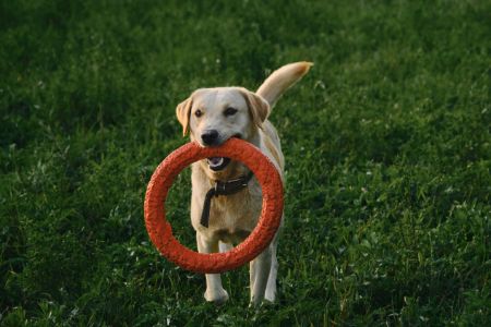 action hondenspeelgoed