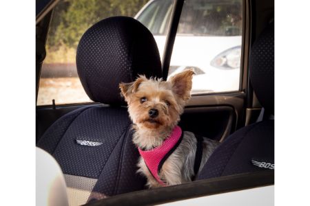 auto hondendeken anwb