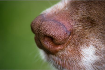 droge neus hond