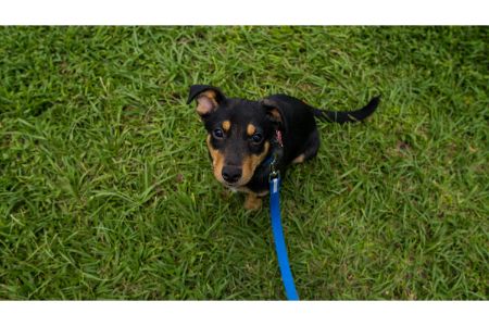 grondpen hond action alternatief grondpen hond action alternatief