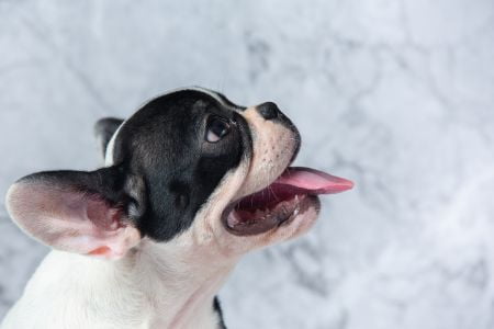 hond heeft droge neus