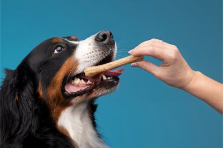 hond niet eten wel koekjes