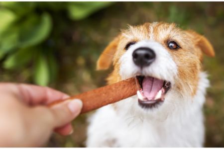 hond weet wel koekjes