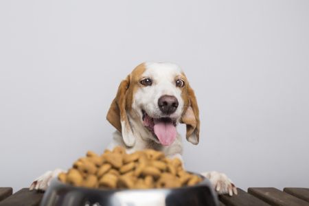 hond wil niet eten wel koekjes