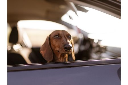 honden loopplank action