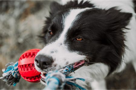 honden speelgoed lidl