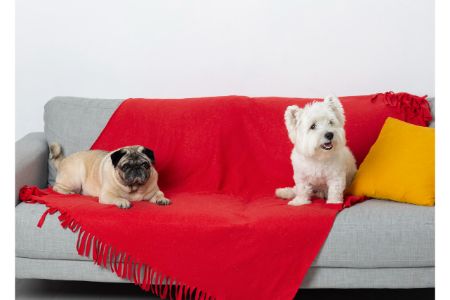 hondenharen verwijderen