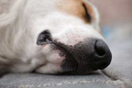 neus hond droog