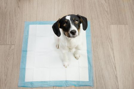 puppy pads kruidvat
