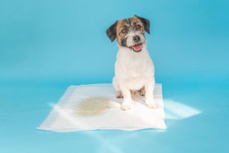 puppy trainingpads action