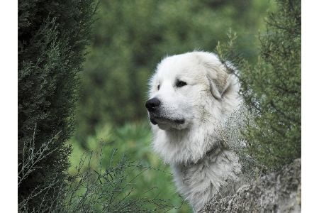 pyreneese berghond pup