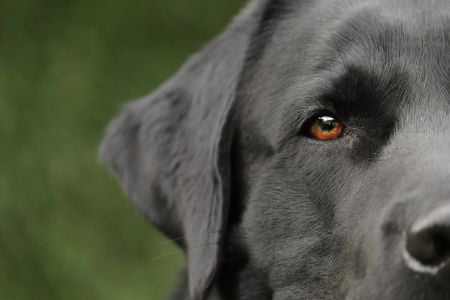 zilveren labrador