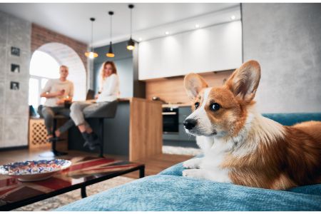 action hondencamera action hondencamera