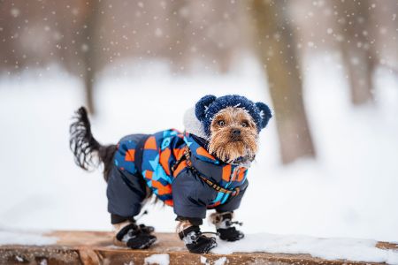 hond winter