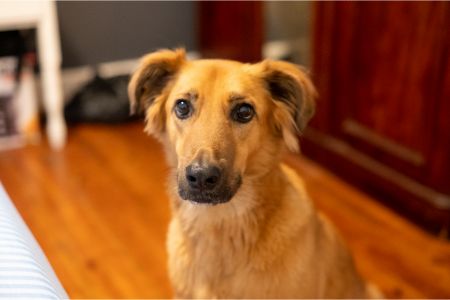 hondencamera action hondencamera action