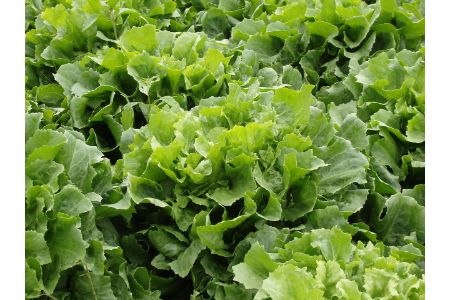 mogen honden andijvie