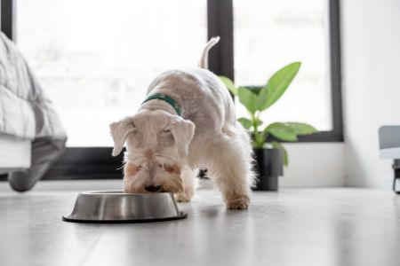 mag een hond gerookte zalm