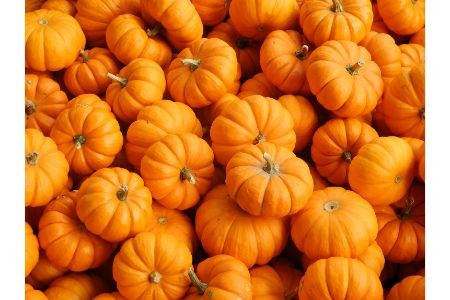 mogen honden pompoen mogen honden pompoen